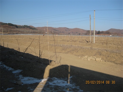 杭州软枣子百亩基地冬景